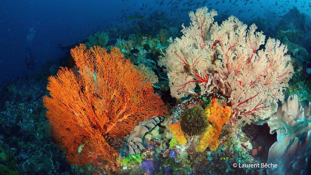 Wallacea dive cruise komodo fans