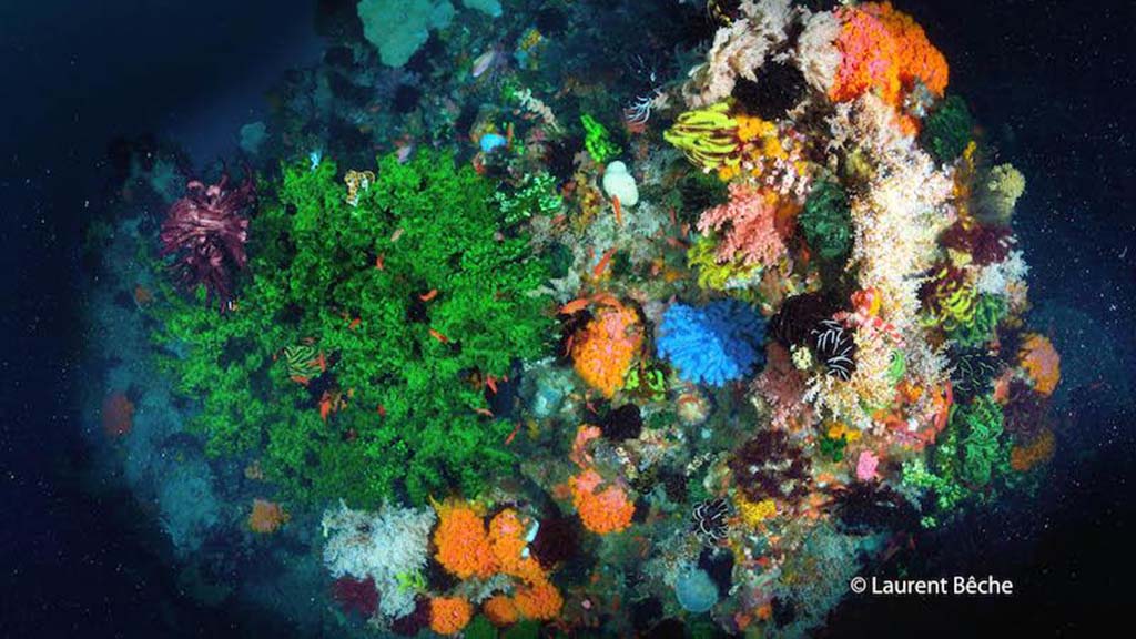Wallacea dive cruise komodo soft coral scene