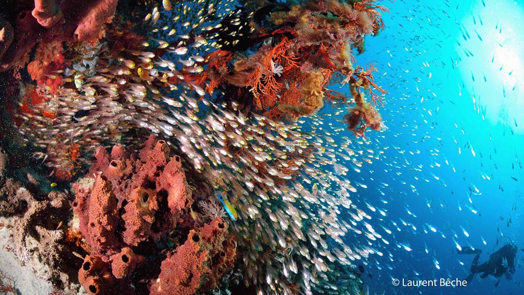 Wallacea dive cruise komodo soft coral