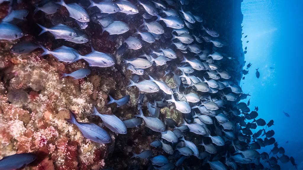 1 dive new zealand poor knights tutukaka blue maomao shutterstock 1290323608