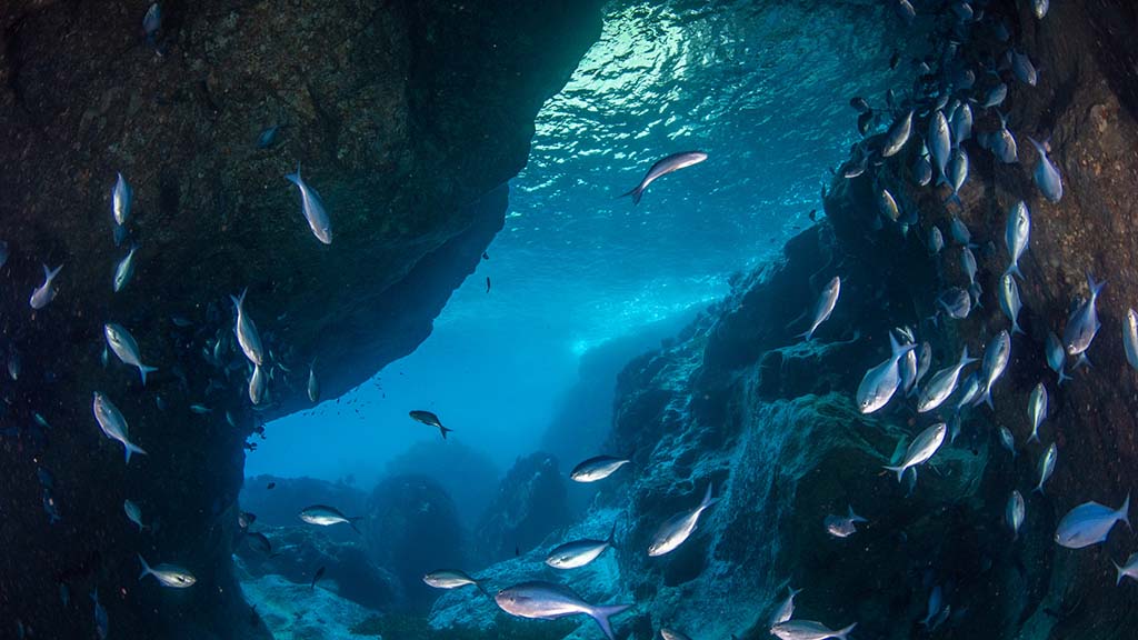 1 dive new zealand poor knights tutukaka cave