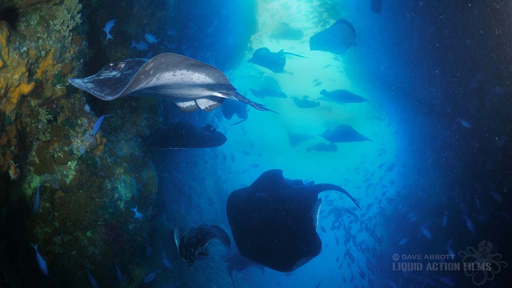 1 dive new zealand poor knights tutukaka dave abbott stingray stack