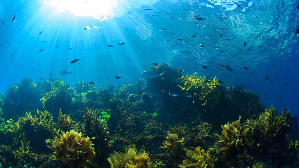 1 dive new zealand poor knights tutukaka kelp shutterstock 1278390490