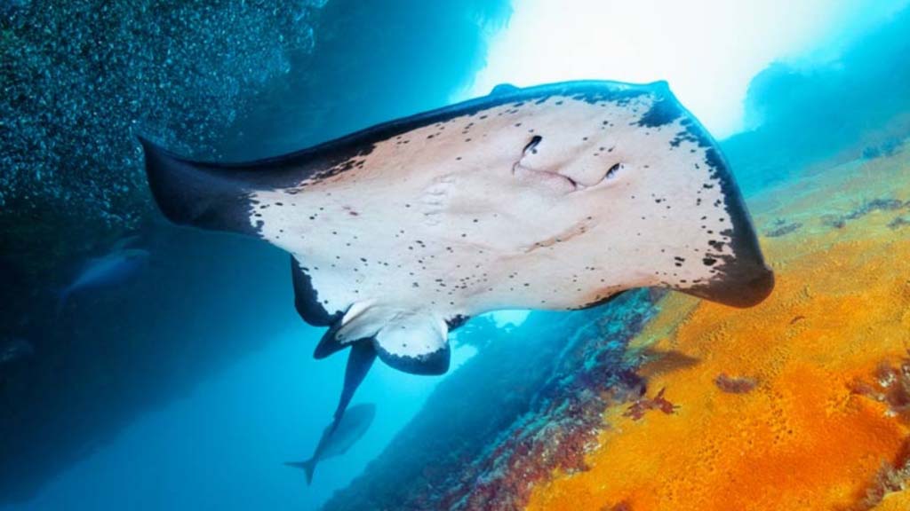 1 dive new zealand poor knights tutukaka ray