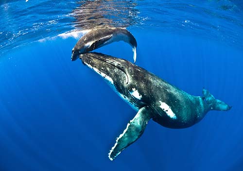 413085 niue whale calf clearwaters sp