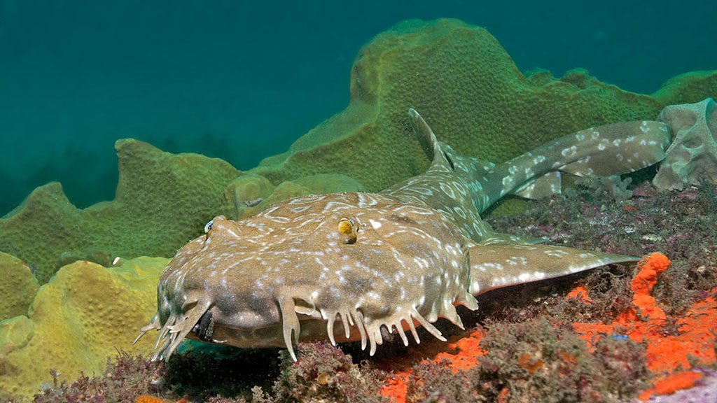 6 pro dive sydney shelly beach wobbegong credit jayne jenkins jjc7448