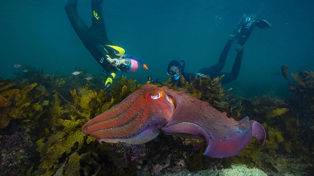 7 pro dive sydney shore dive cuttlefish swimmers