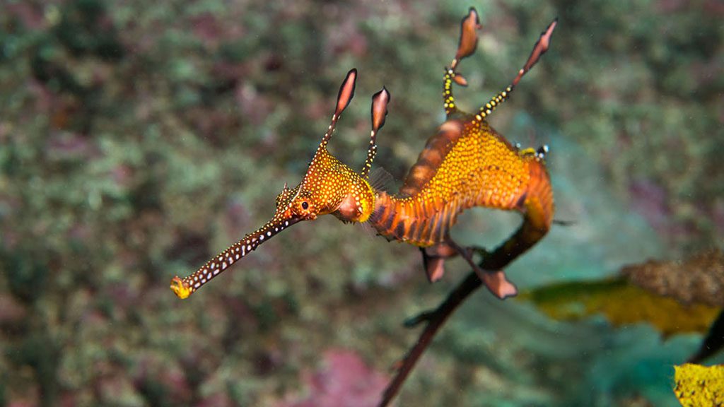 8 pro dive sydney kurnell weedy seadragon credit jayne jenkins 8506