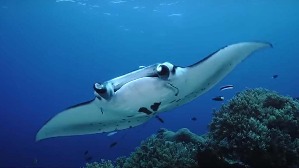Atlantis infiniti dustin adamson manta tubbataha