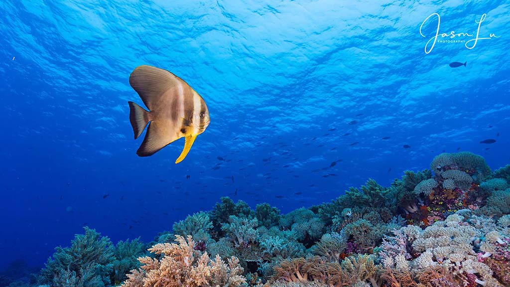 Atlantis infiniti jason lu tubbataha batfish
