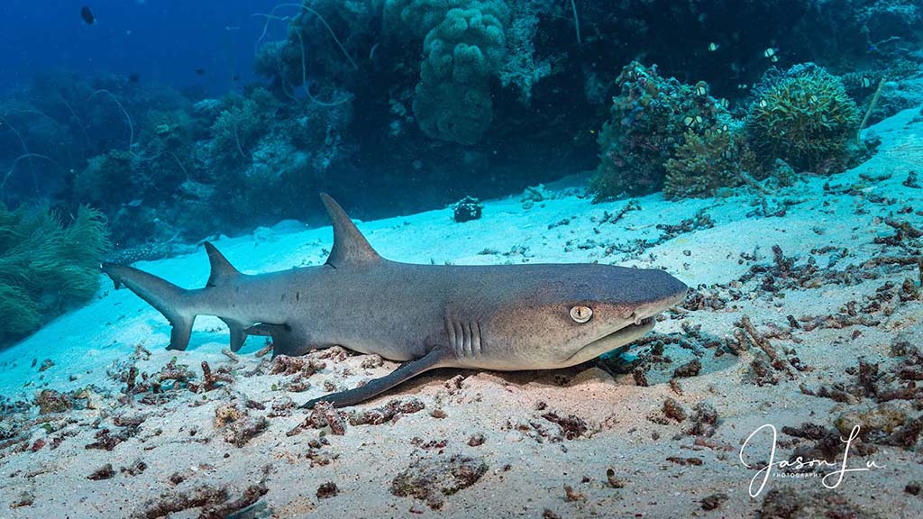 Atlantis infiniti jason lu tubbataha black tip reef shark