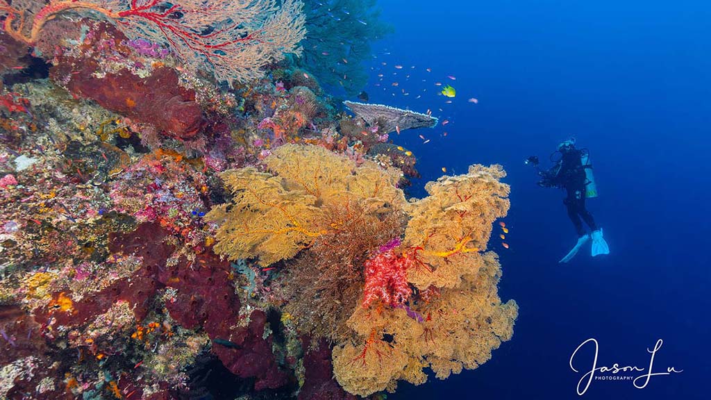 Atlantis infiniti jason lu tubbataha coral diver