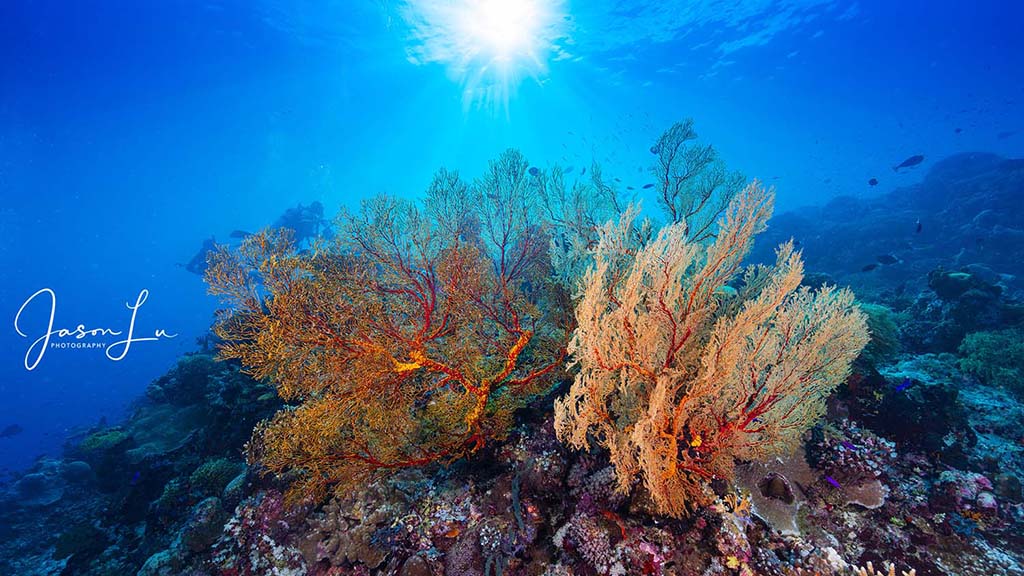 Atlantis infiniti jason lu tubbataha red sea fans