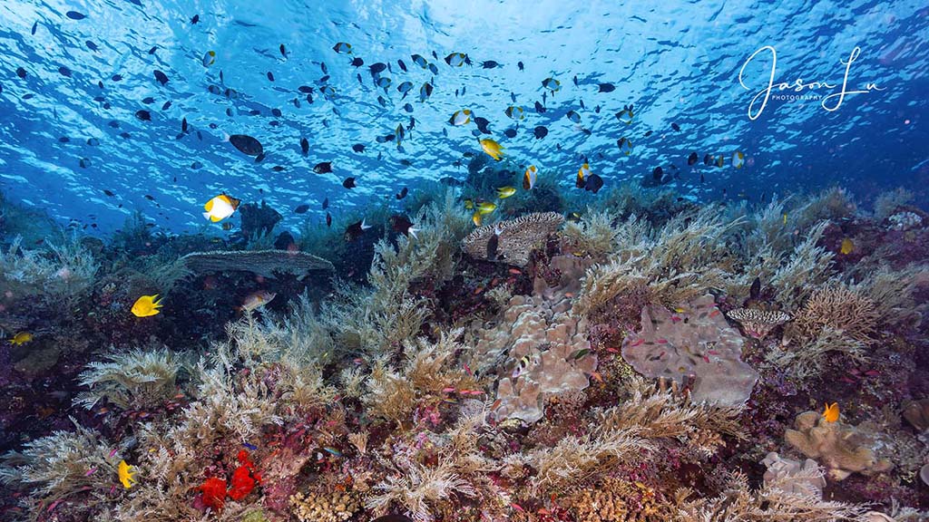Atlantis infiniti jason lu tubbataha reef top