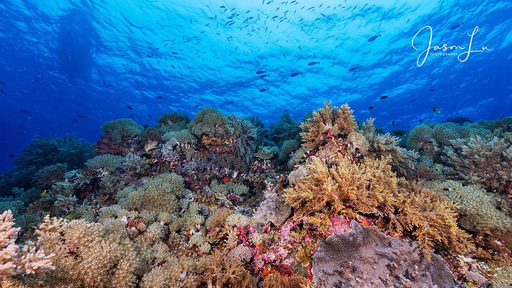 Atlantis infiniti jason lu tubbataha reef