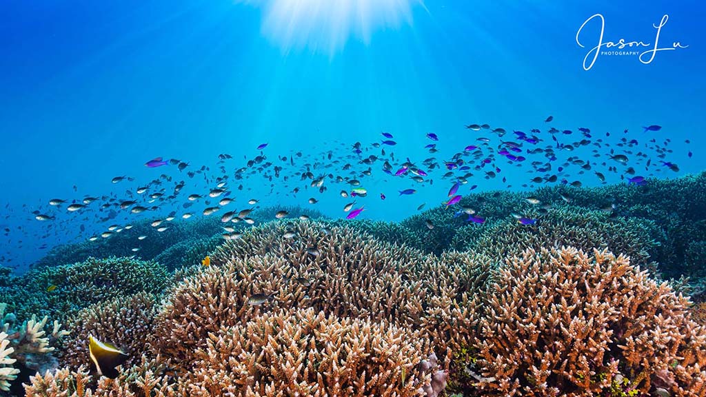 Atlantis infiniti jason lu tubbataha staghorn coral