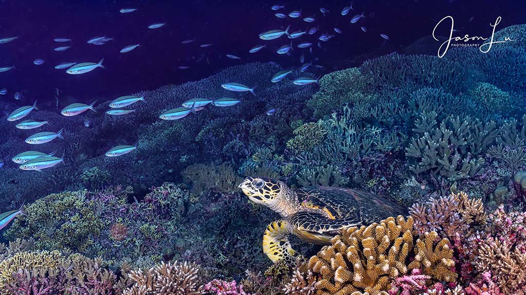 Atlantis infiniti jason lu tubbataha turtle