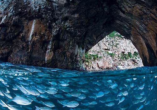 Poor knights tutukaka nz 1 riko riko cave white sp