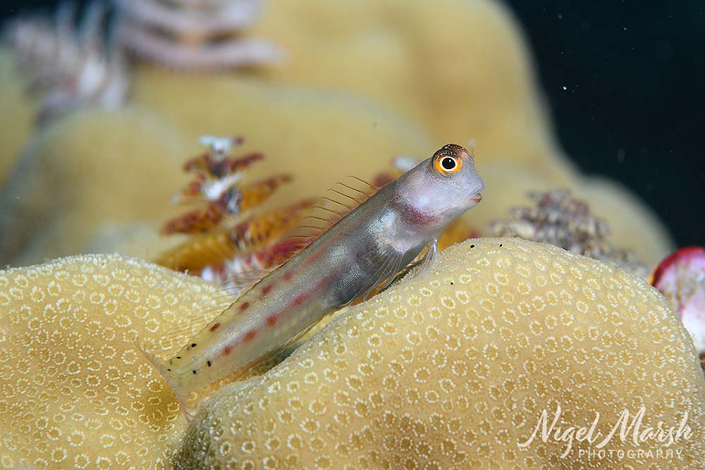 Port vila combtooth blenny