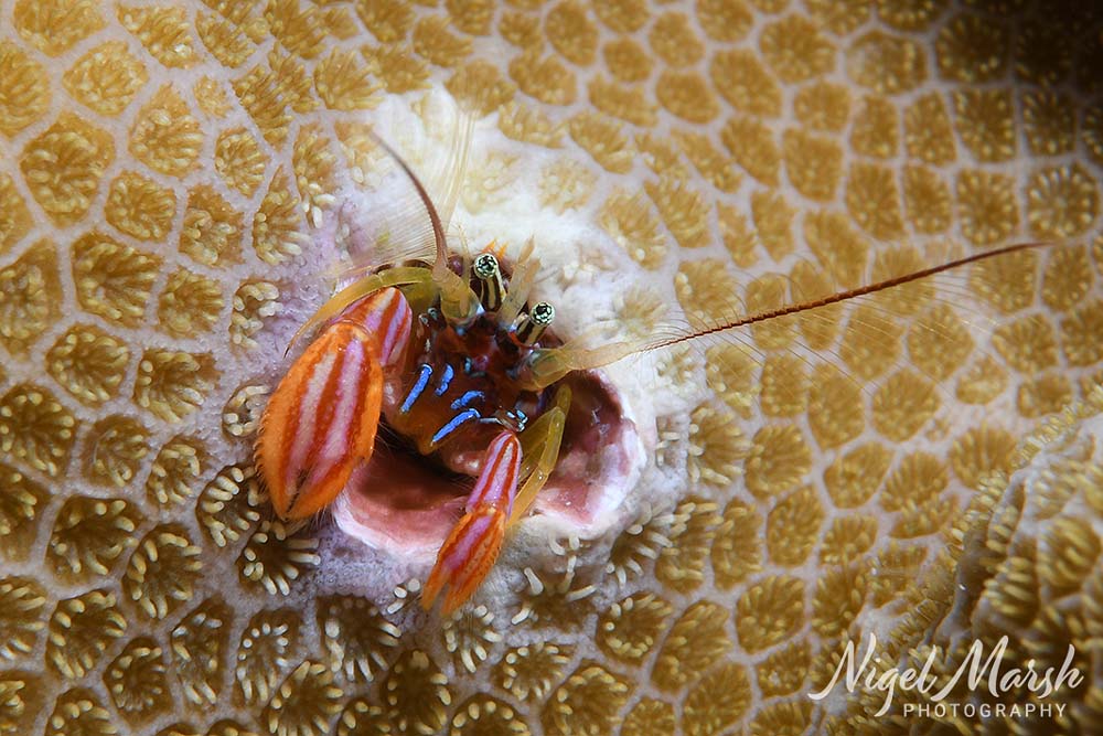 Port vila coral hermit crab