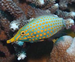 Port vila harlequin filefish feature340
