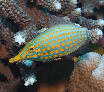 Port vila harlequin filefish feature340
