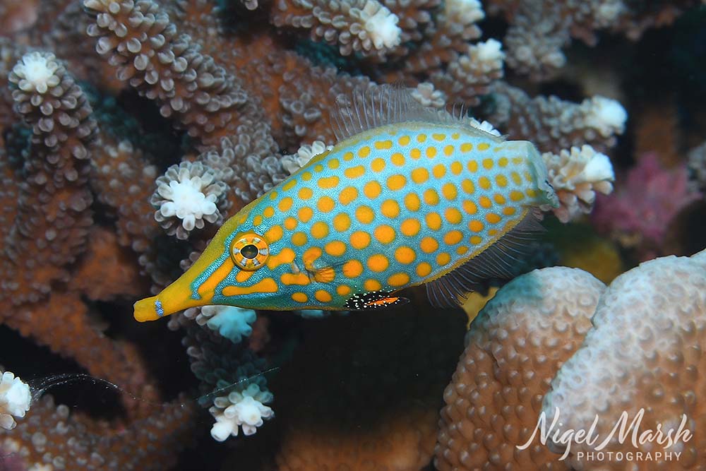 Port vila harlequin filefish