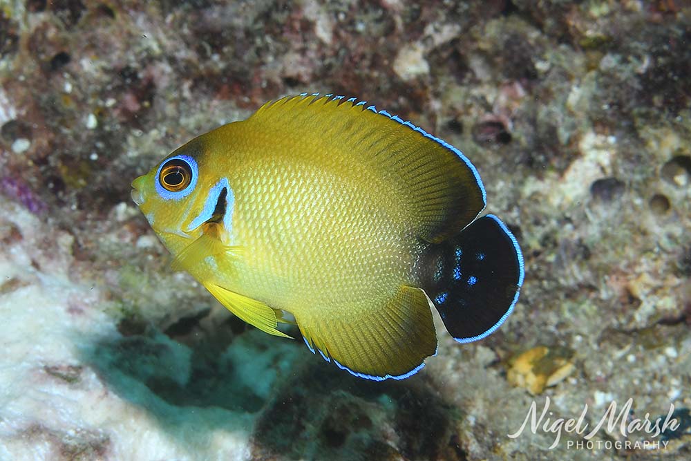 Port vila hybrid angelfish
