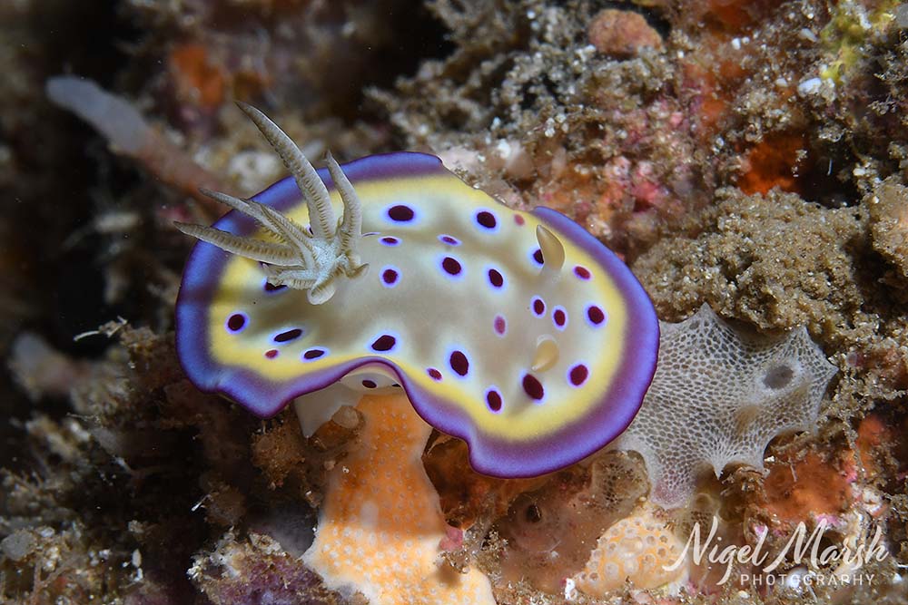 Port vila nudibranch