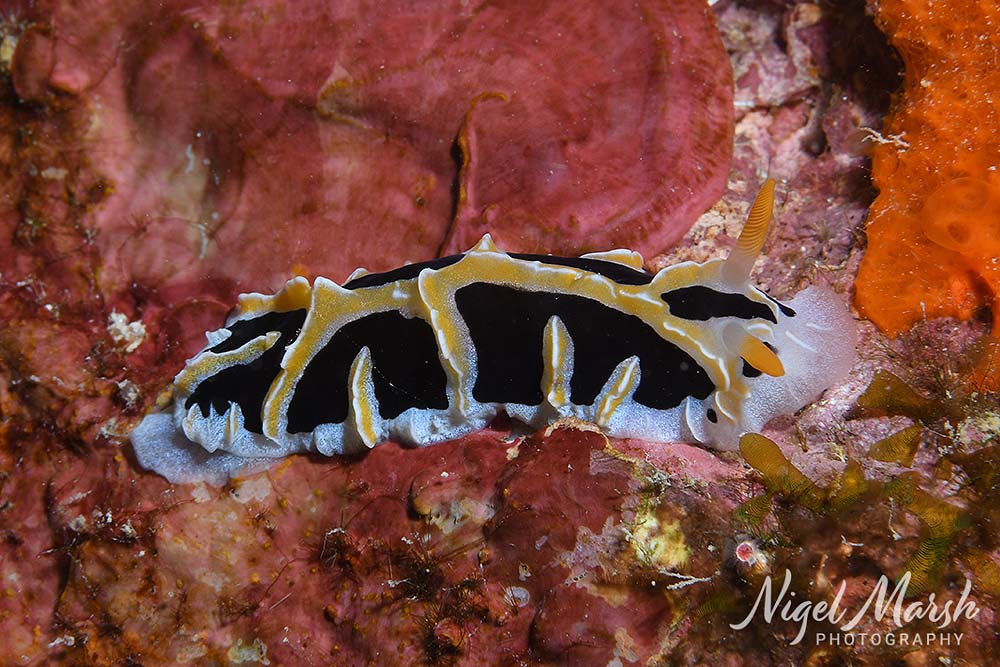 Port vila nudibranch2
