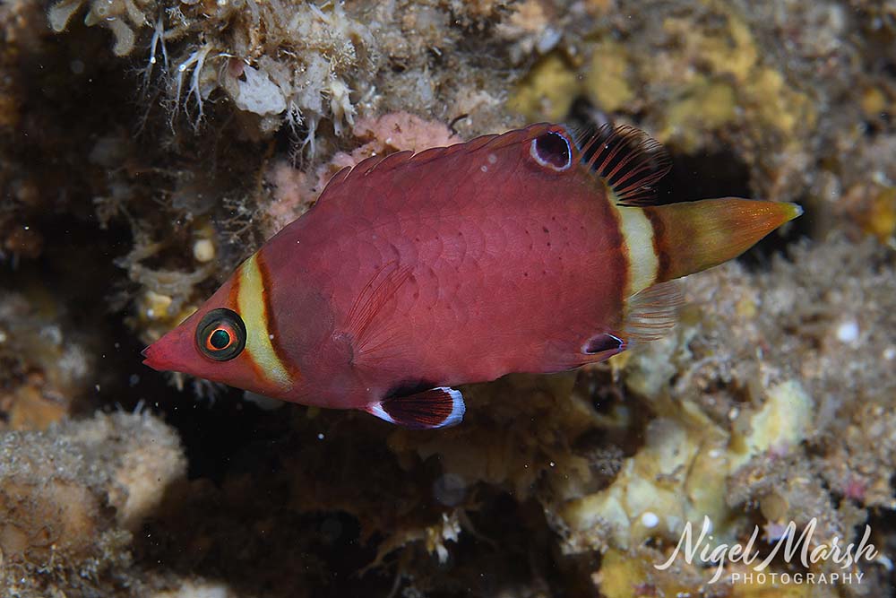 Port vila possum wrasse
