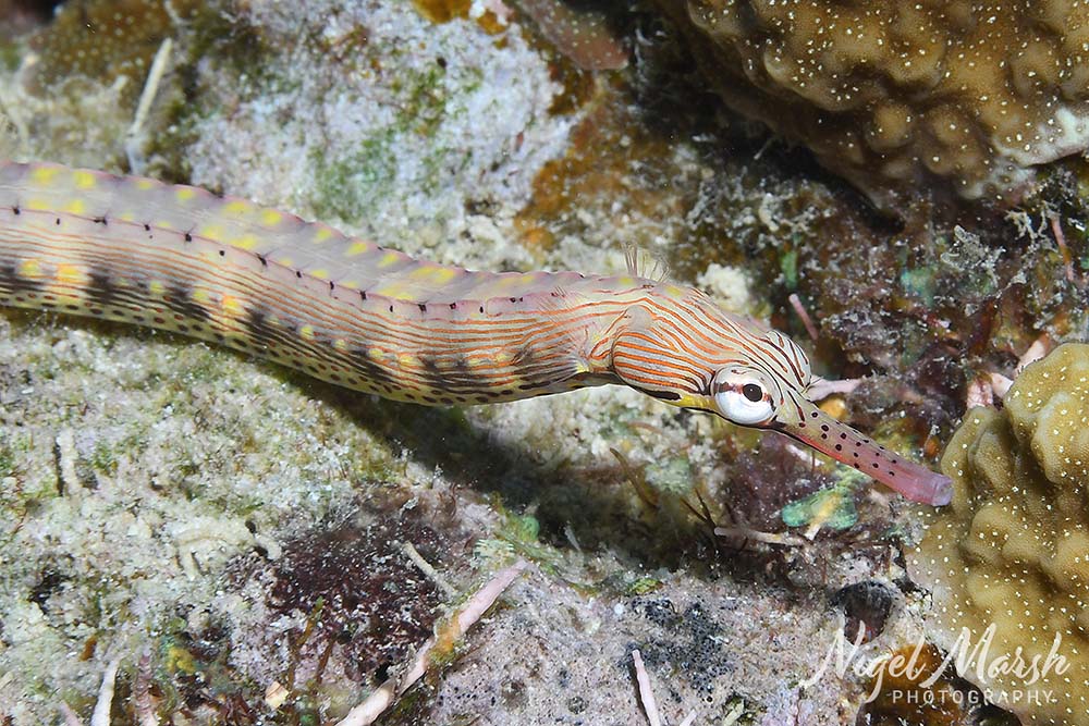 Port vila reeftop pipefish