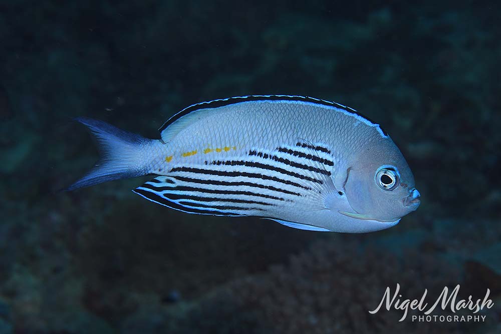 Port vila watanabe angelfish