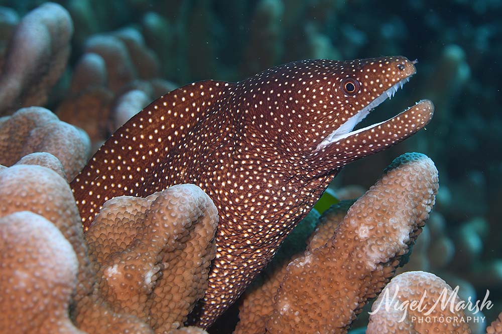 Port vila whitemouth moray