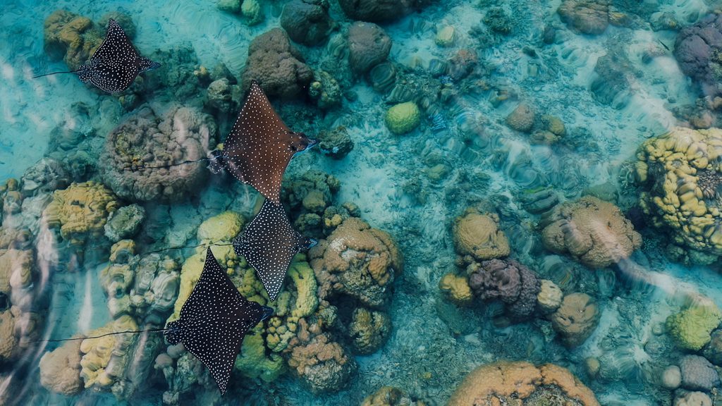 15 uepi island resort uepi solomon islands eagle rays