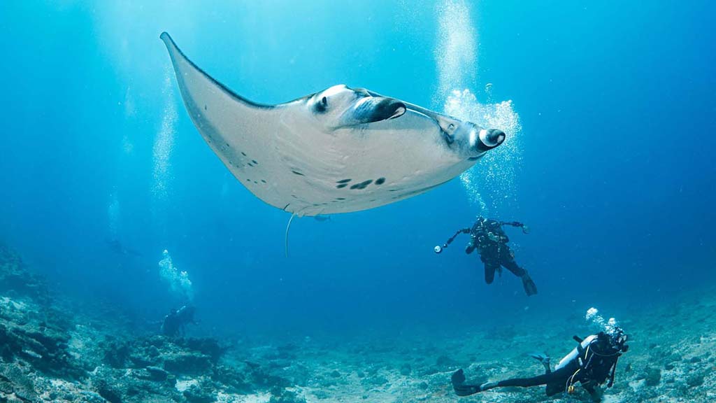 4 maldives master manta