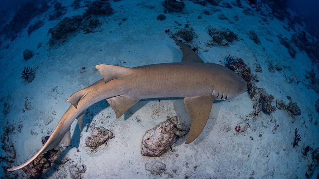 6 maldives master credit mike suender nurse shark