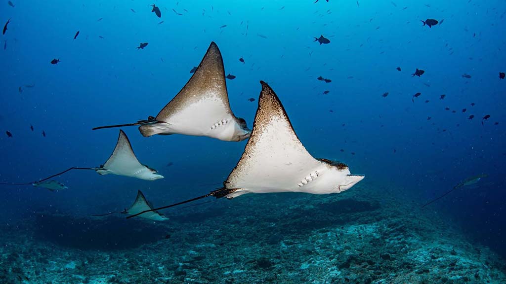 7 maldives master credit mike suender eagle rays