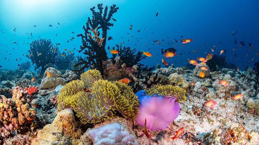 8 maldives master credit mike suender coral scene