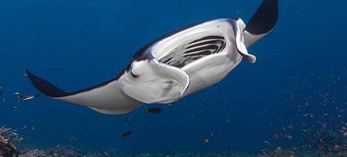 VSAG Komodo trip with Bali extension – Sep 2026