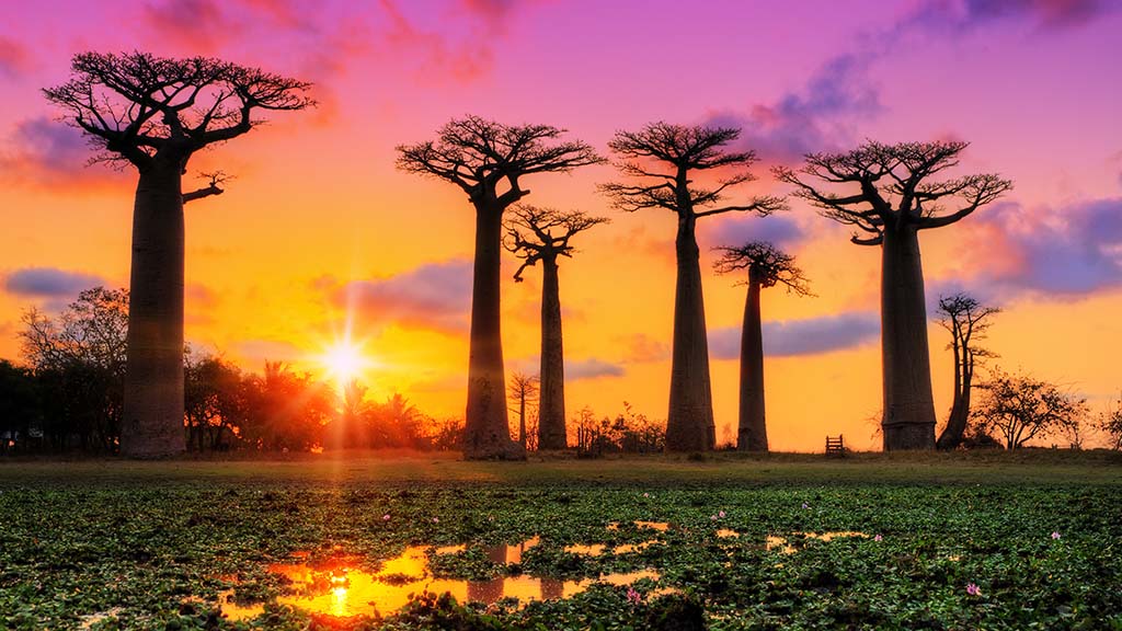 Madagascar boab trees shutterstock 282321170 1024