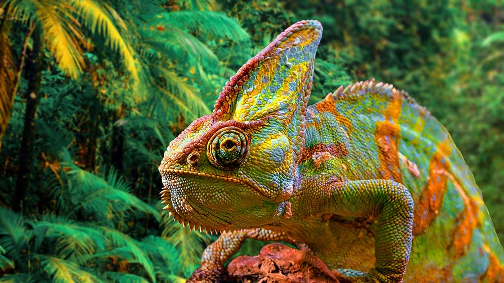 Madagascar chameleon shutterstock 1935127799 1024