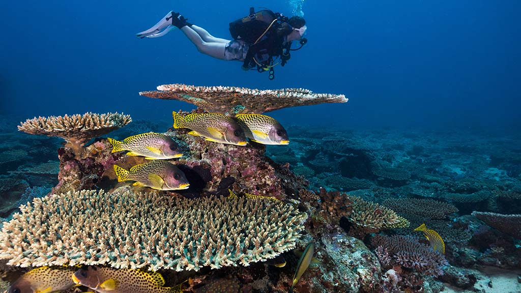 Madagascar diving shutterstock 2379254403 1024