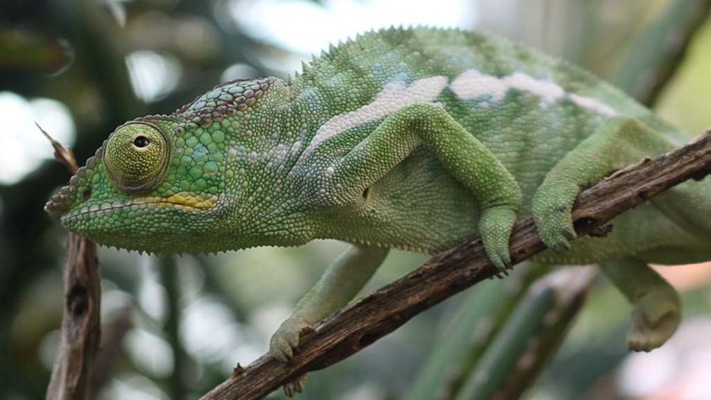 Madagascar nosy be sakatia lodge chameleon 1024