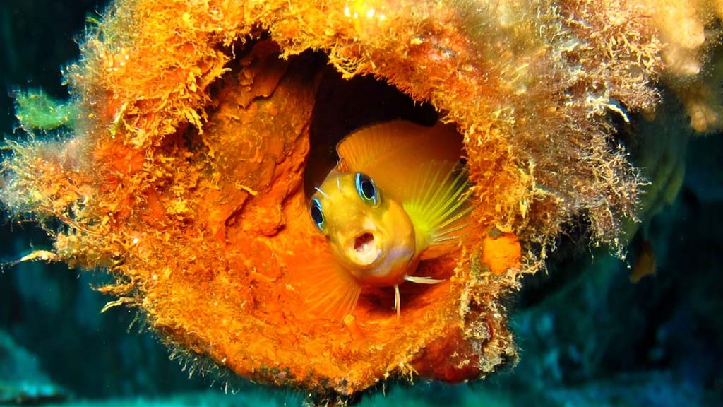 Madagascar nosy be sakatia lodge diving blennie 1024