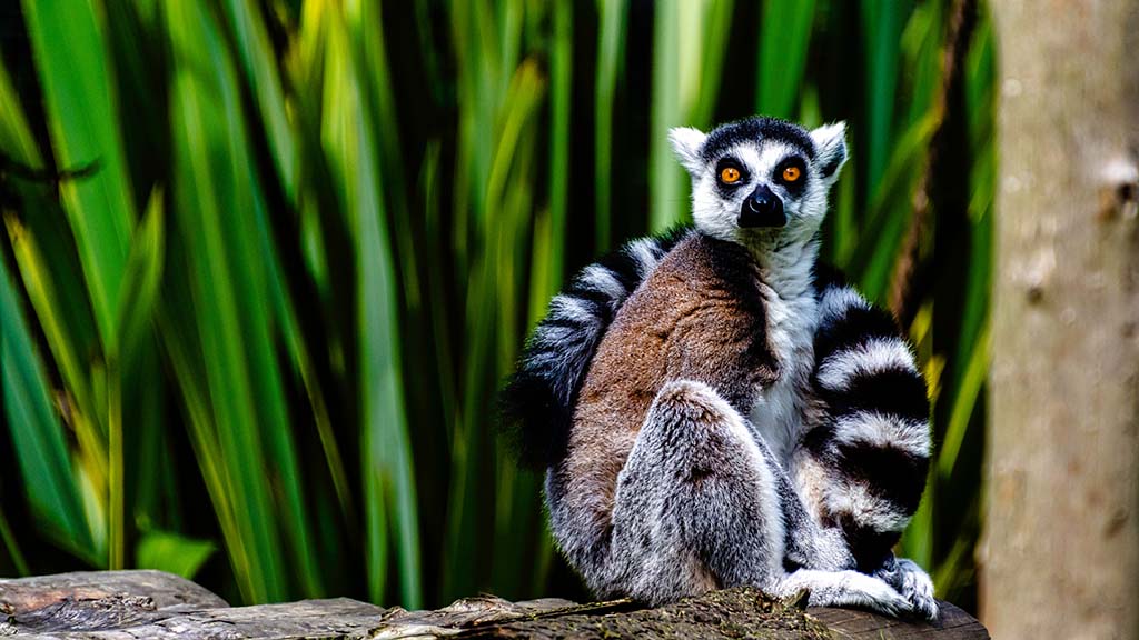 Madagascar ring tail lemur shutterstock 2046128141 1024 Madagascar ring tail lemur shutterstock 2046128141 1024