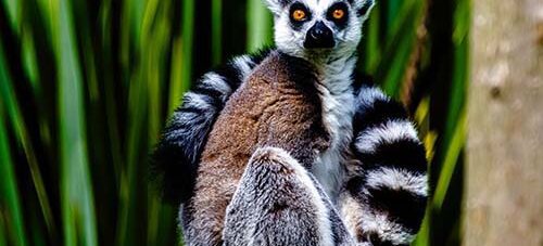 Nigel Marsh Photography: Madagascar Dive Safari – May 2027