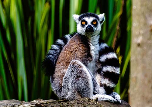 Madagascar ring tail lemur shutterstock 2046128141 sp 500