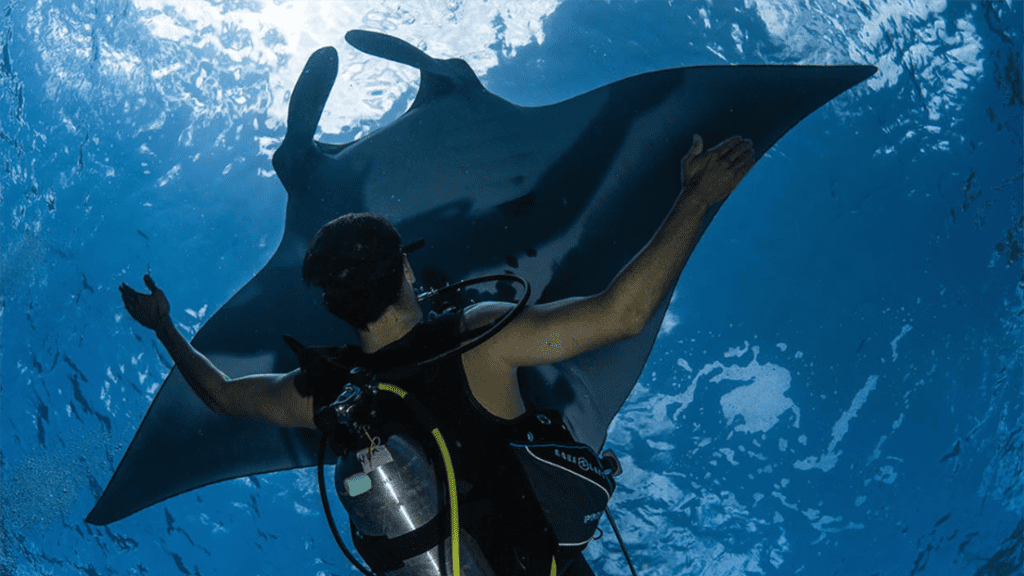 Nautilus adventures diver manta