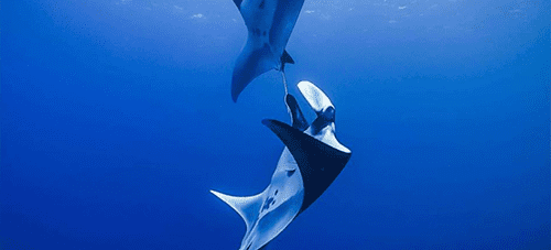 Dive Wellington: Socorro trip – May 2027